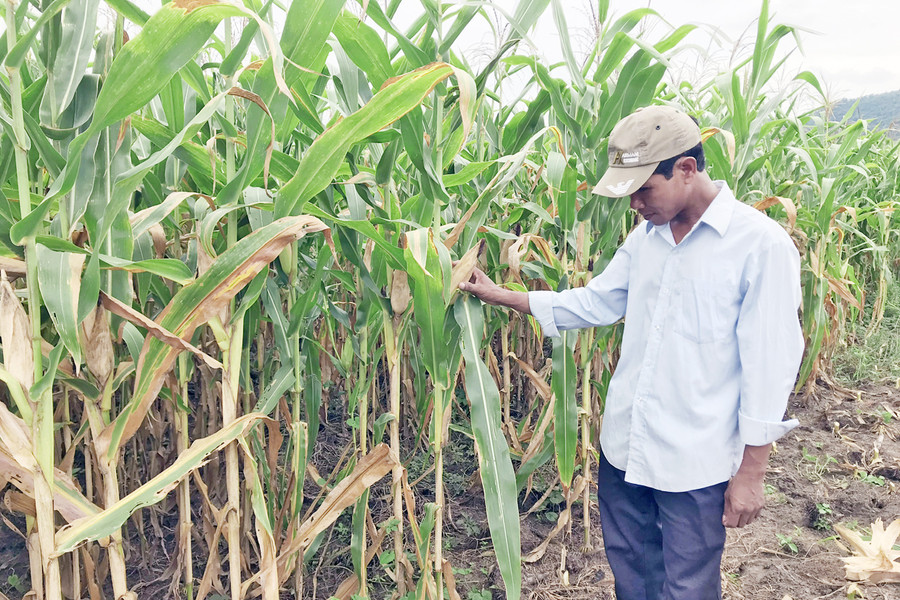Gia đình ông Rơ Mah Rmul (thị trấn Nhơn Hòa, huyện Chư Pưh) trồng bắp sinh khối cho hiệu quả cao hơn bắp lấy hạt. Ảnh: P.N