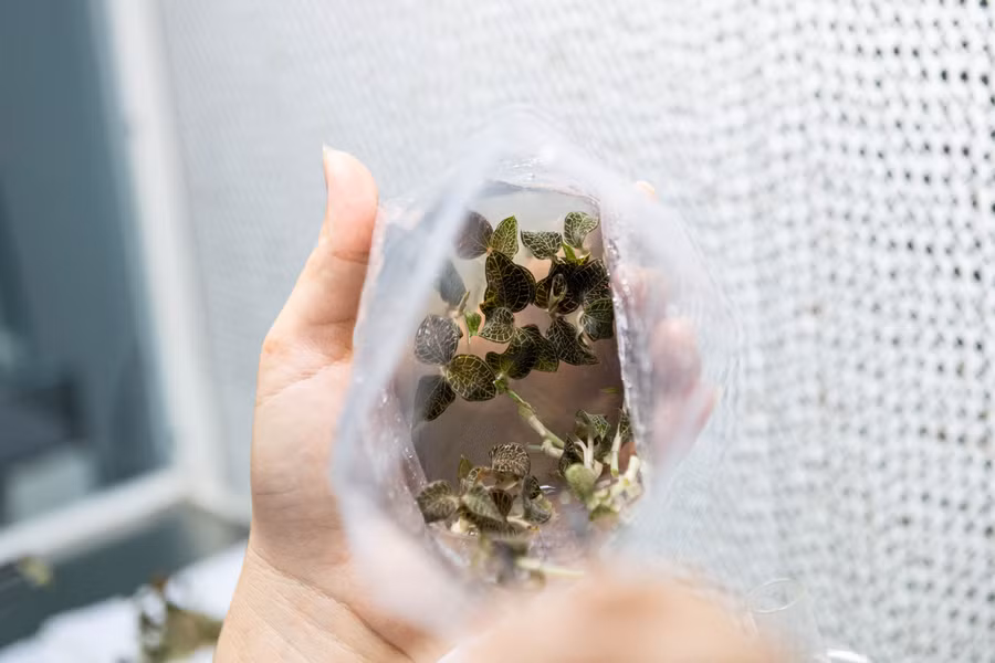 Chồi ngọn lan kim tuyến trong môi trường nuôi cấy. Ảnh: ĐT