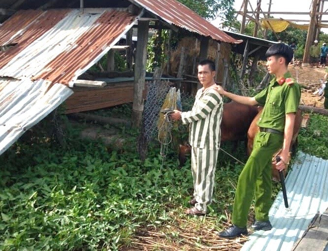 Đối tượng Trần Công Hải đã cùng đồng bọn trộm hàng chục con bò ở nhiều địa bàn khác nhau trong tỉnh. Ảnh: Lê Văn Ngọc