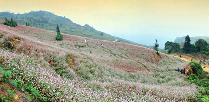  Một cánh đồng hoa bạt ngàn bên đường.
