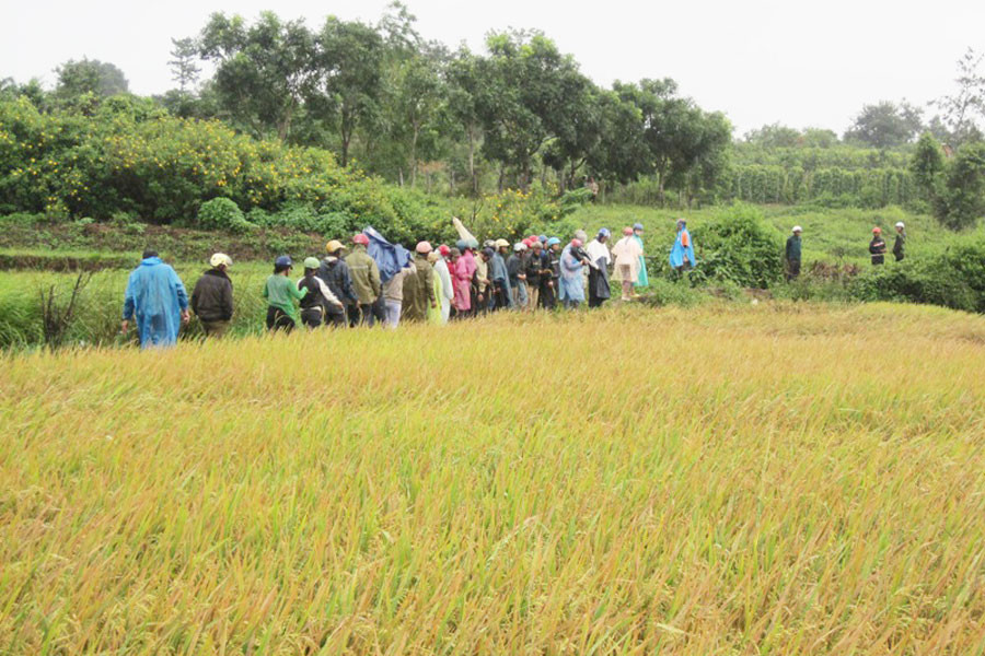 Bà con tham quan cánh đồng Plei Đung. Ảnh: Tấn Thi