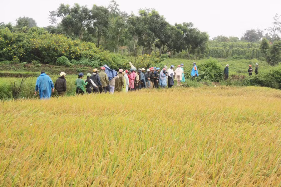 Bà con tham quan cánh đồng Plei Đung. Ảnh: Tấn Thi