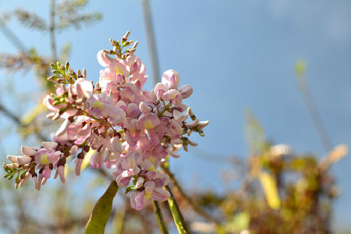 Cung đường hoa anh đào chào đón du khách đến biển Lộc An. Cung đường hoa anh đào chào đón du khách đến biển Lộc An.