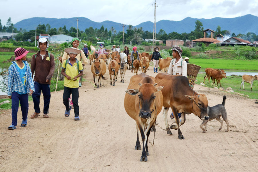 Từ đầu năm đến nay, trên địa bàn tỉnh không để xảy ra điểm dịch lở mồm long móng. Ảnh Hải Lê