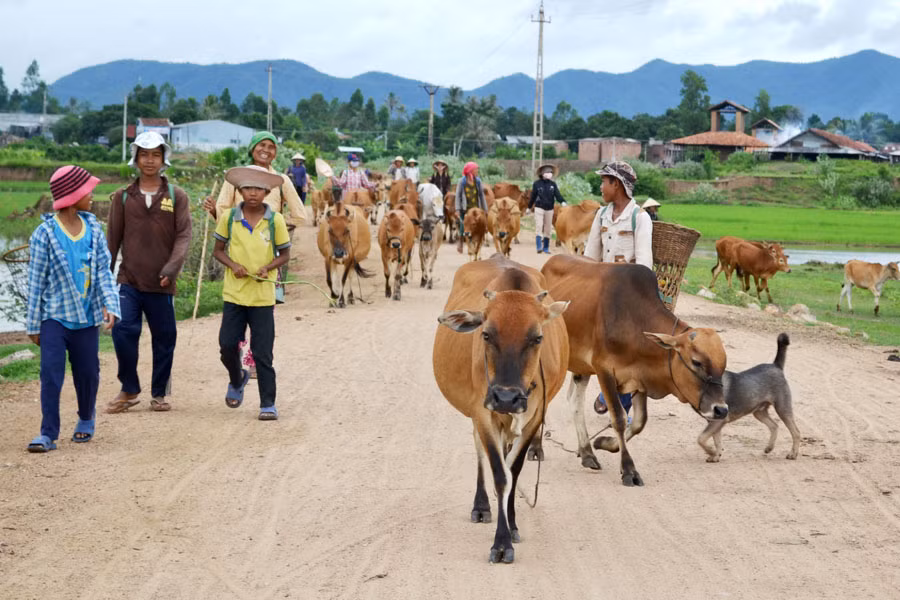 Từ đầu năm đến nay, trên địa bàn tỉnh không để xảy ra điểm dịch lở mồm long móng. Ảnh Hải Lê