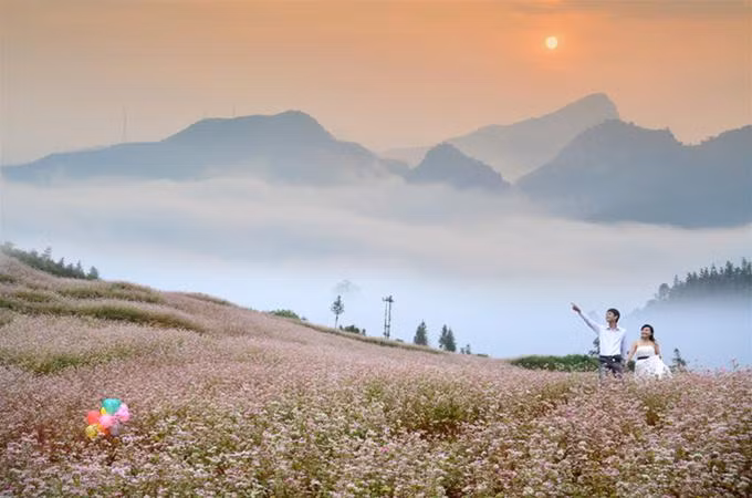 Chụp ảnh cưới với hoa tam giác mạch.