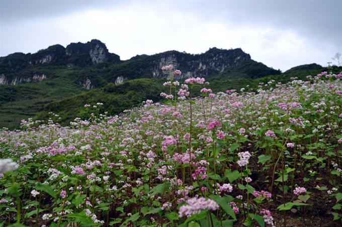 "Cỏ cây chen đá, lá chen hoa"...