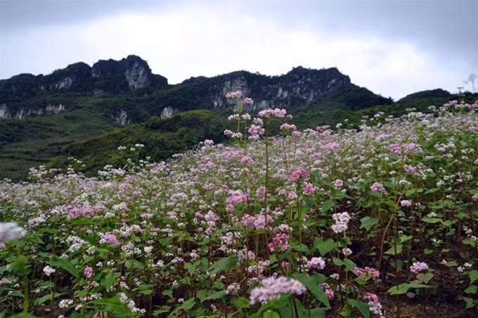 "Cỏ cây chen đá, lá chen hoa"...