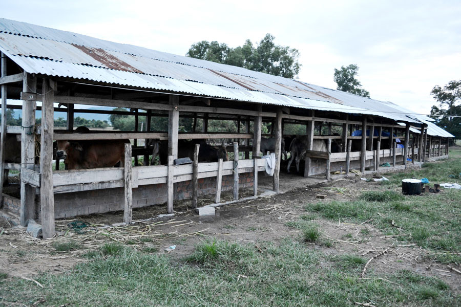 Tập quán chăn nuôi lạc hậu gây khó khăn cho công tác phòng-chống dịch bệnh lở mồm long móng của địa phương. Ảnh Hải Lê