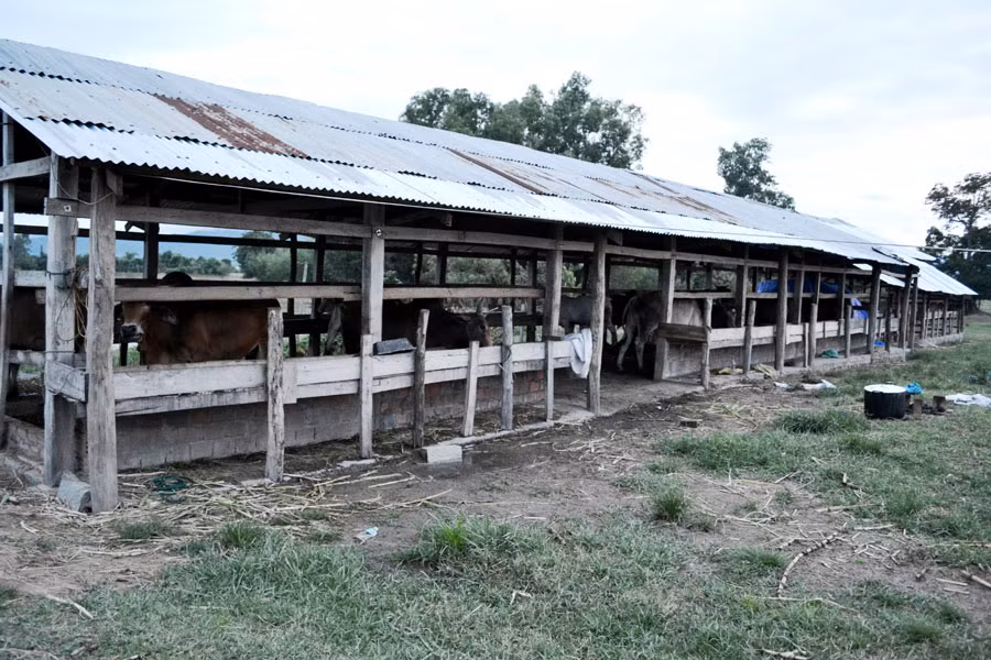 Tập quán chăn nuôi lạc hậu gây khó khăn cho công tác phòng-chống dịch bệnh lở mồm long móng của địa phương. Ảnh Hải Lê