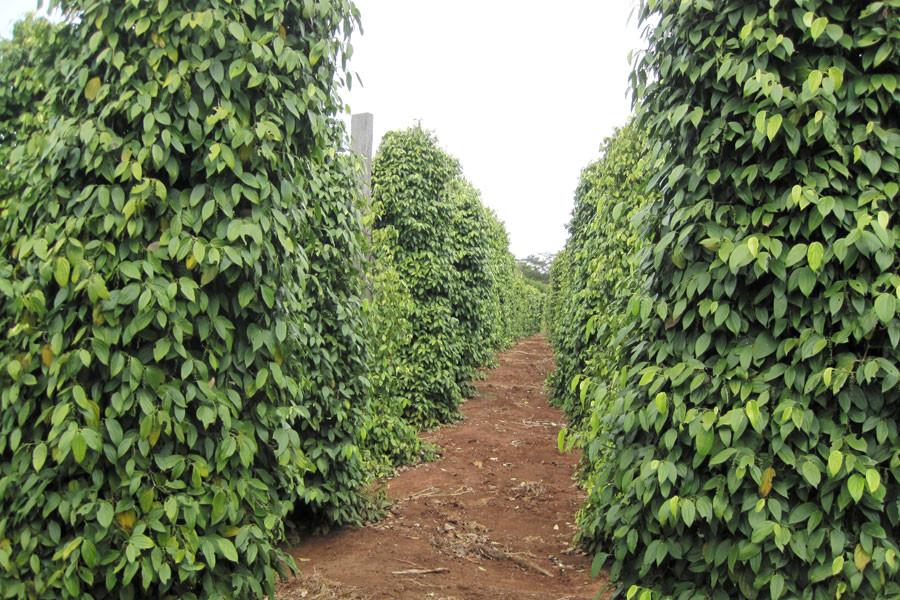 Những vườn tiêu xanh ngày một mọc lên nhiều nơi ngôi làng trước đây vốn đầy rẫy khốn khó và bệnh tật. Ảnh: Hồng Thi