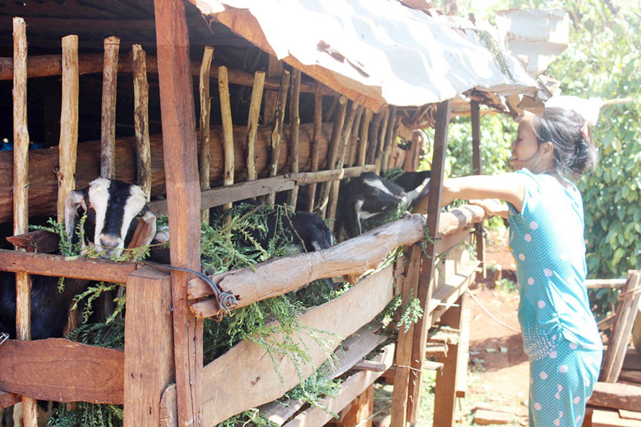 Mô hình nuôi dê dễ thực hiện và đem lại cuộc sống khá ổn định cho người nông dân. Ảnh: Phương Linh Mô hình nuôi dê dễ thực hiện và đem lại cuộc sống khá ổn định cho người nông dân. Ảnh: Phương Linh