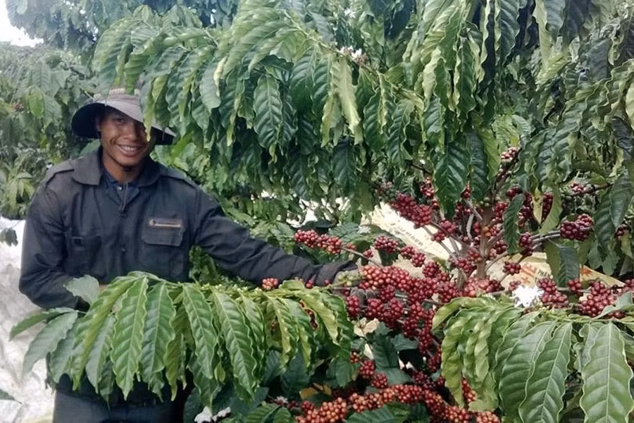 Nông dân Tây Nguyên đang bắt đầu thu hoạch niên vụ cà phê 2013-2014. Ảnh: Bá Thăng