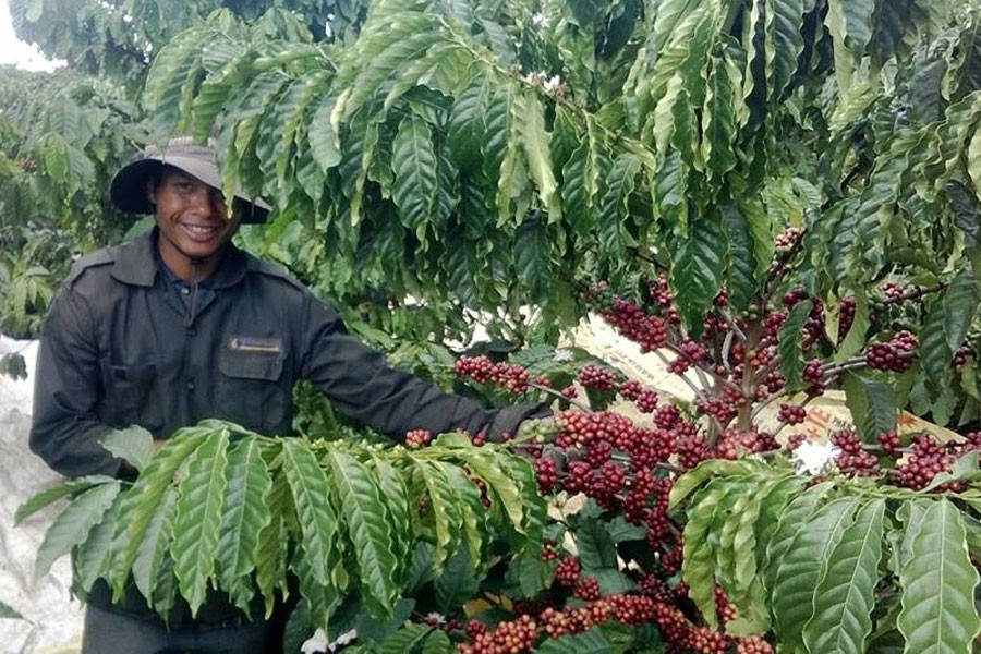 Nông dân Tây Nguyên đang bắt đầu thu hoạch niên vụ cà phê 2013-2014. Ảnh: Bá Thăng Nông dân Tây Nguyên đang bắt đầu thu hoạch niên vụ cà phê 2013-2014. Ảnh: Bá Thăng