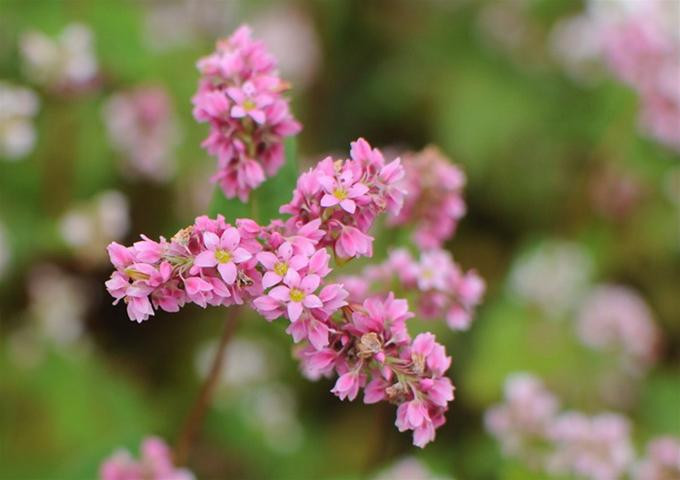 Những cánh hoa tam giác mạch mỏng manh trong gió.