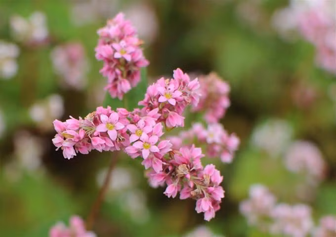 Những cánh hoa tam giác mạch mỏng manh trong gió.