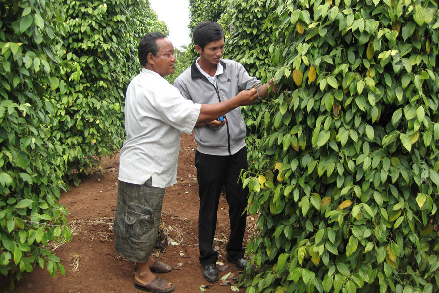 Ông Siu Biai trao đổi với phóng viên về kỹ thuật trồng tiêu của mình. Ảnh: Hồng Thi