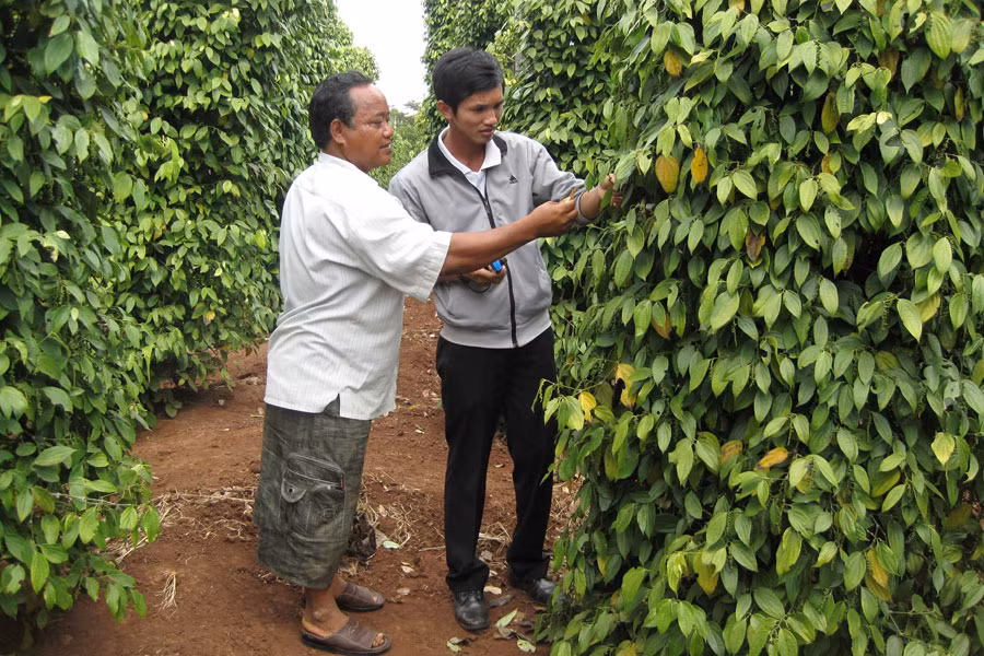 Ông Siu Biai trao đổi với phóng viên về kỹ thuật trồng tiêu của mình. Ảnh: Hồng Thi Ông Siu Biai trao đổi với phóng viên về kỹ thuật trồng tiêu của mình. Ảnh: Hồng Thi
