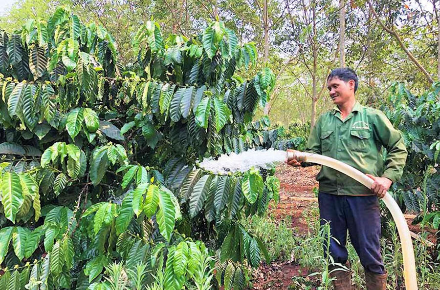 Công nhân Công ty TNHH một thành viên Cao su Mang Yang chăm sóc cà phê trên diện tích tái canh cao su. Ảnh: Đinh Yến Công nhân Công ty TNHH một thành viên Cao su Mang Yang chăm sóc cà phê trên diện tích tái canh cao su. Ảnh: Đinh Yến