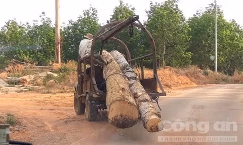 Gỗ từ các điểm tận thu được vận chuyển về 