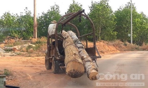 Gỗ từ các điểm tận thu được vận chuyển về 