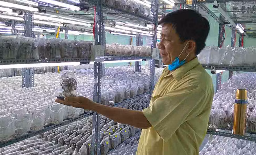 Phòng nuôi cấy mô giống lan kim tuyến của ông Võ Tấn Hưng. Ảnh: Lê Anh