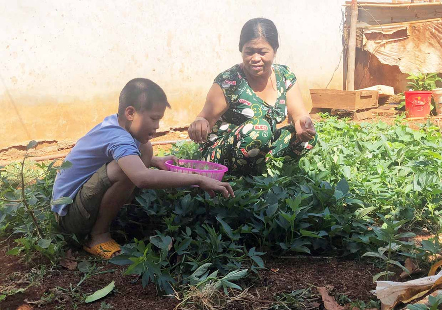Ngày nghỉ cuối tuần, em Lê Đại Vỹ về nhà thăm bà, phụ bà hái rau, nấu cơm. Ảnh: Phương Dung Ngày nghỉ cuối tuần, em Lê Đại Vỹ về nhà thăm bà, phụ bà hái rau, nấu cơm. Ảnh: Phương Dung