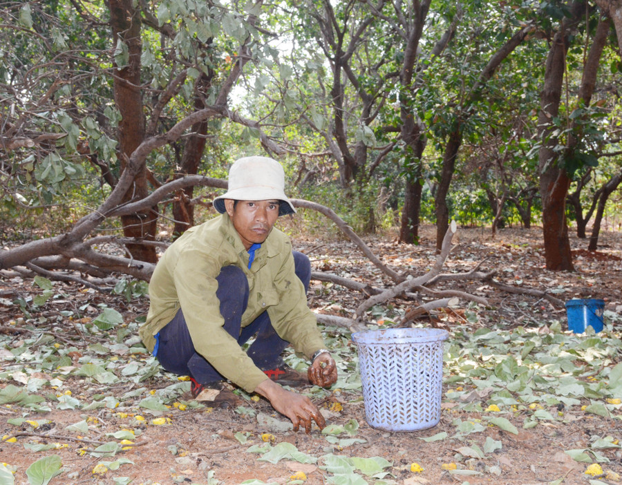 Sâu bệnh hại cùng diễn biến thời tiết không thuận lợi khiến năng suất vườn điều hộ anh Hun giảm mạnh