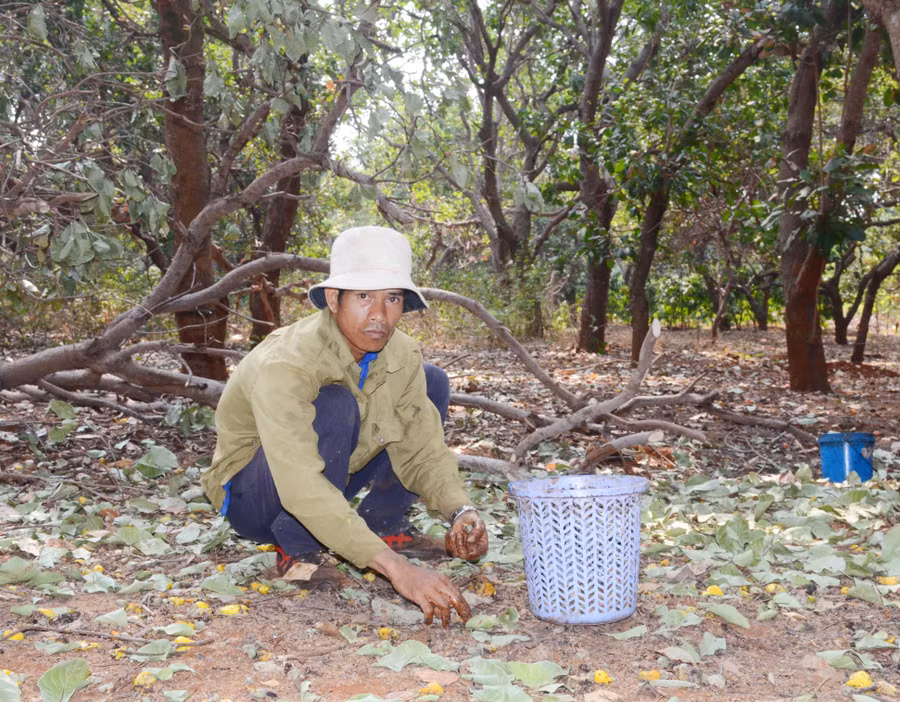 Sâu bệnh hại cùng diễn biến thời tiết không thuận lợi khiến năng suất vườn điều hộ anh Hun giảm mạnh