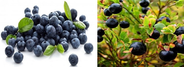 Trái việt quất đen. Đồ họa: Hồng Nhật