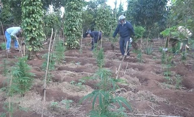 Lực lượng chức năng nhổ bỏ cây cần sa trồng trái phép trong rẫy. (Ảnh: TTXVN phát)