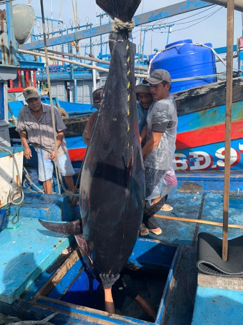 Dùng máy tời để đưa con cá ngừ đại dương “khủng” ra khỏi hầm đá của tàu anh Nhược và đưa lên bờ cân bán. Ảnh: Công ty TNHH T&H Nha Trang cung cấp.