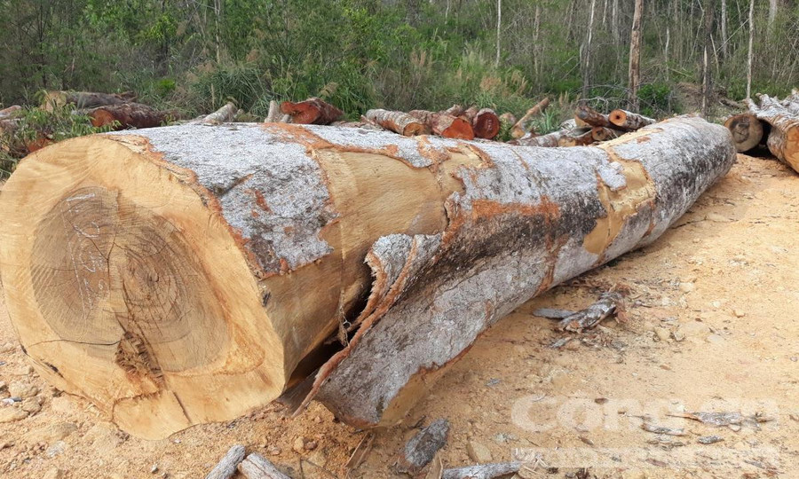 Gỗ đủ các kiểu kích thước