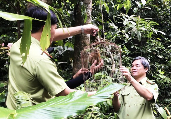 Cá thể culi được phục hồi thả về lại rừng tự nhiên. Ảnh: P.T Cá thể culi được phục hồi thả về lại rừng tự nhiên. Ảnh: P.T