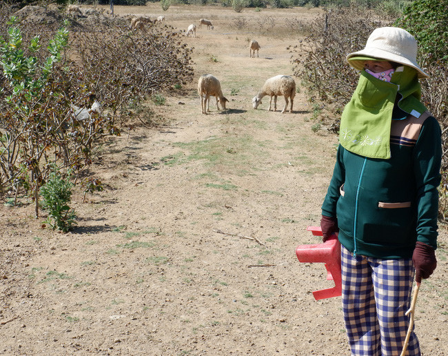 Chị Nguyễn Thị Quý Kim đang chăn cừu trên Đồng Dày.