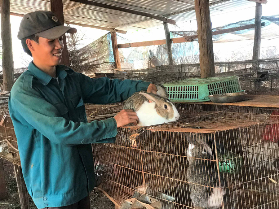 Trang trại chăn nuôi của anh Nguyễn Công Nhị mang lại thu nhập hơn 200 triệu đồng mỗi năm. Ảnh: Trần Dung