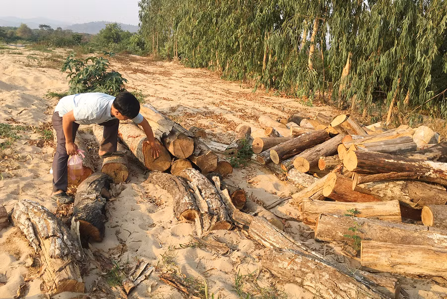  Khối lượng củi gỗ tự nhiên tại các điểm tập kết do P.V Báo Gia Lai phát hiện và báo cho Kiểm lâm huyện Ia Pa là gần 14,5 ster củi. Ảnh: Quang Tấn