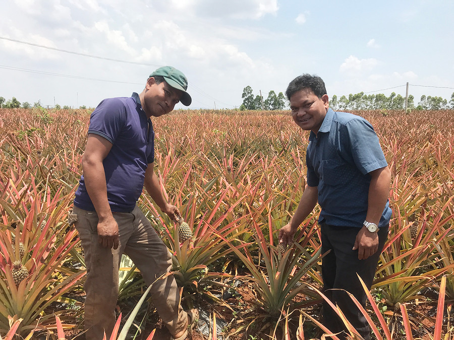 Ông Yich (bên trái) cùng cán bộ Địa chính-Nông nghiệp xã Lơ Pang kiểm tra vườn dứa. Ảnh: Nguyễn Diệp Ông Yich (bên trái) cùng cán bộ địa chính-nông nghiệp xã Lơ Pang) kiểm tra vườn dứa. Ảnh: Nguyễn Diệp