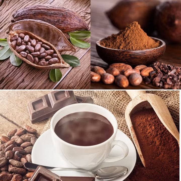 Ca cao có nhiều lợi ích tốt cho sức khỏe của bạn. Ảnh minh họa. Đồ họa: B.C