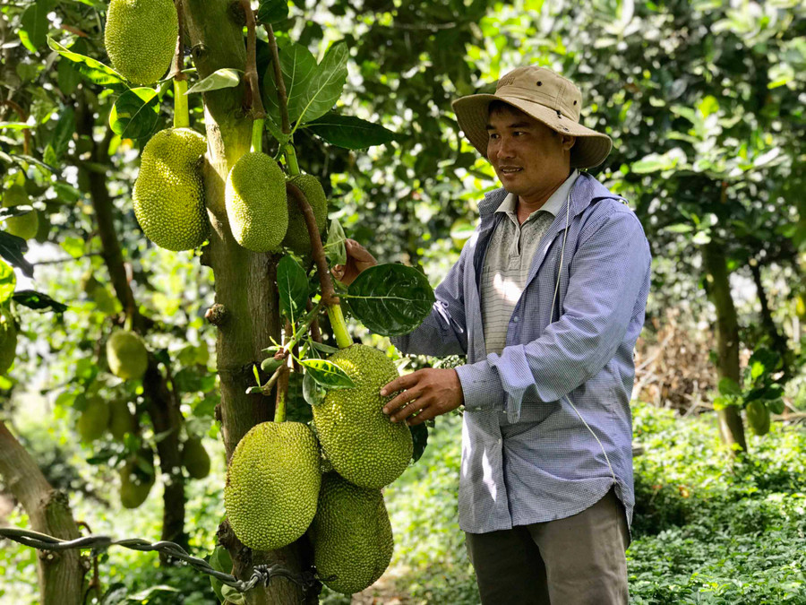 Vườn mít trĩu quả của anh Đỗ Hữu Tín (thị trấn Nhơn Hòa, huyện Chư Pưh). Ảnh: Hoành Sơn