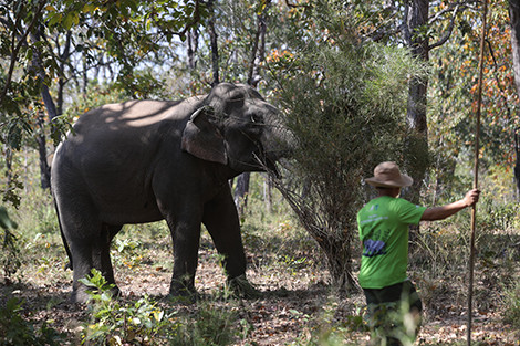 Voi đực Khăm Sen là con voi đực cuối cùng tại vườn quốc gia Yok Đôn