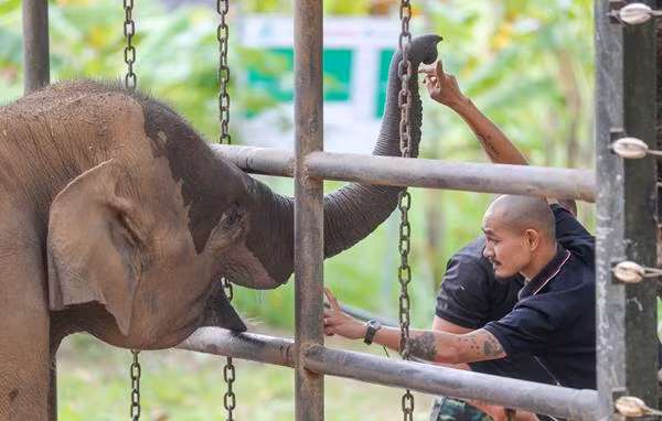 Anh Phan Phú - “bảo mẫu voi” của Trung tâm bảo tồn voi Đắk Lắk