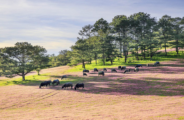 Chiều yên ả phía chân núi Lang Biang (huyện Lạc Dương, tỉnh Lâm Đồng), tôi ngược núi để tìm hiểu chuyện “gọi” trâu của người K’Ho. Chiều yên ả phía chân núi Lang Biang (huyện Lạc Dương, tỉnh Lâm Đồng), tôi ngược núi để tìm hiểu chuyện “gọi” trâu của người K’Ho.