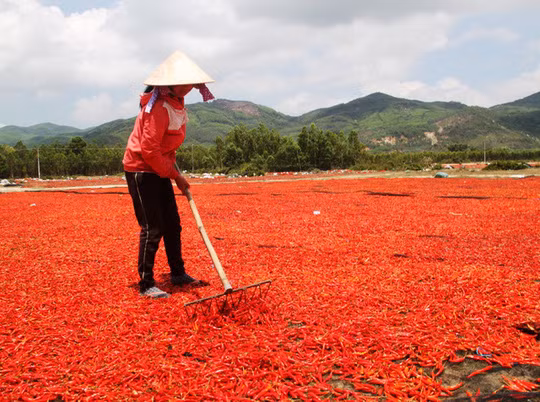 Ớt được phơi đỏ rực tại 
