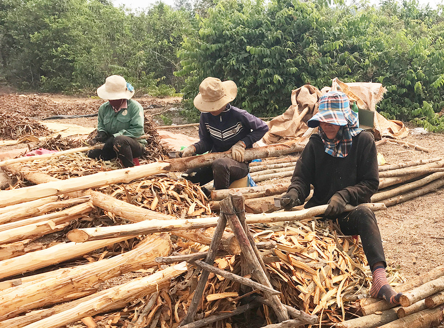  Người dân xã Hòa Phú (huyện Chư Păh) cạo vỏ bời lời. Ảnh: Nguyễn Diệp