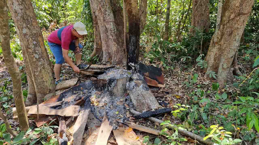 Lâm tặc lợi dụng thời gian giãn cách xã hội do dịch Covid-19 để khai thác gỗ trái phép. Ảnh: Hà Phương