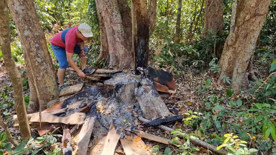Lâm tặc lợi dụng thời gian giãn cách xã hội do dịch Covid-19 để khai thác gỗ trái phép. Ảnh: Hà Phương