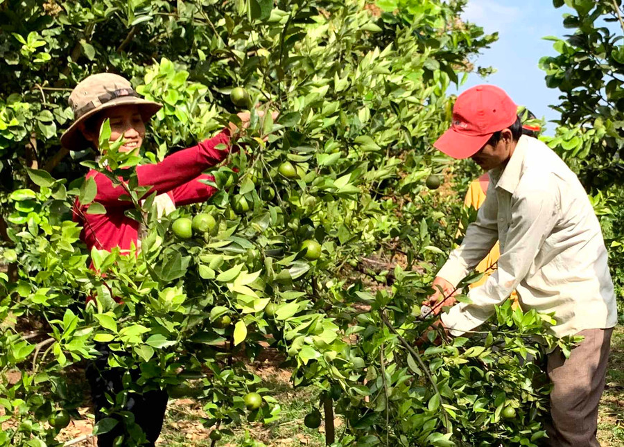Tỉnh Gia Lai bắt đầu triển khai, áp dụng và quản lý hệ thống truy xuất nguồn gốc cho các sản phẩm nông sản. Ảnh: Hà Duy