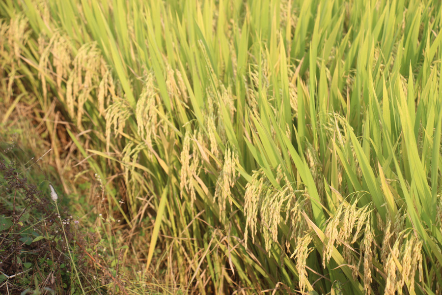 VNR20 được xem là giống lúa chủ lực mà Vinaseed Group sản xuất tại Bình Định với quy mô 600ha. Giống lúa VNR20 được xem là giống lúa thuần thế hệ mới với đặc tính nổi bật cho năng suất rất cao, đến 90 tạ/ha. VNR20 được xem là giống lúa chủ lực mà Vinaseed Group sản xuất tại Bình Định với quy mô 600ha. Giống lúa VNR20 được xem là giống lúa thuần thế hệ mới với đặc tính nổi bật cho năng suất rất cao, đến 90 tạ/ha.