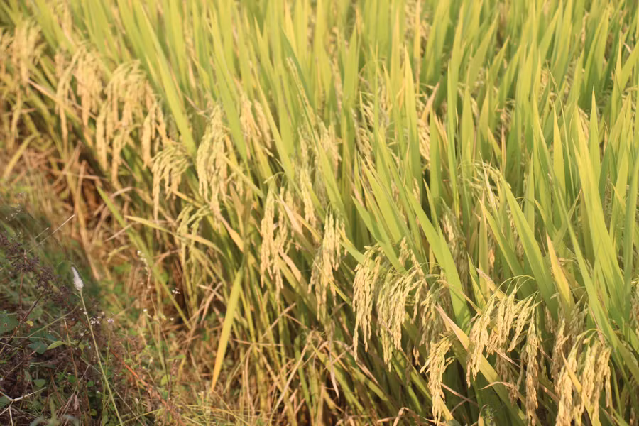 VNR20 được xem là giống lúa chủ lực mà Vinaseed Group sản xuất tại Bình Định với quy mô 600ha. Giống lúa VNR20 được xem là giống lúa thuần thế hệ mới với đặc tính nổi bật cho năng suất rất cao, đến 90 tạ/ha.